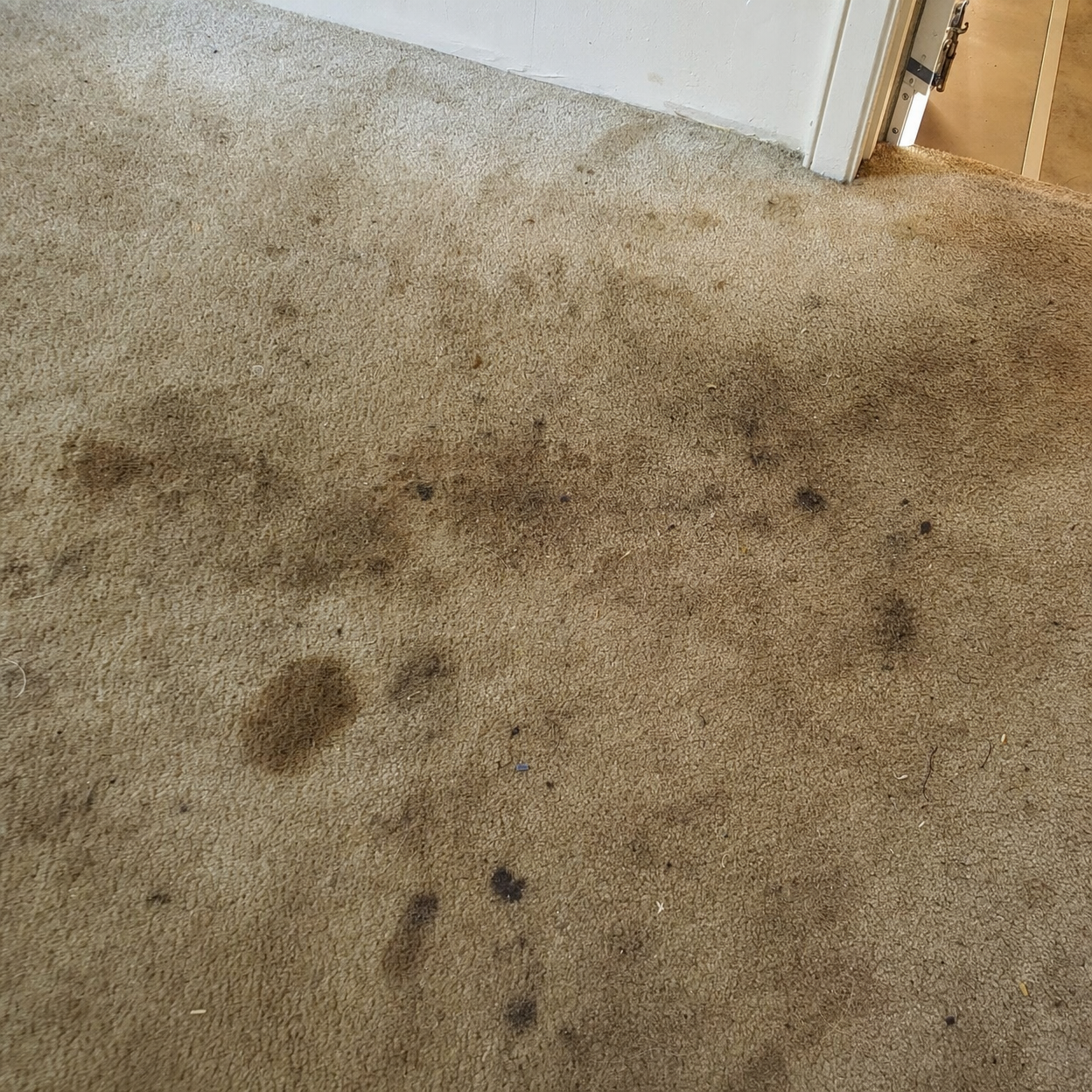 Dirty carpet before cleaning Las Vegas